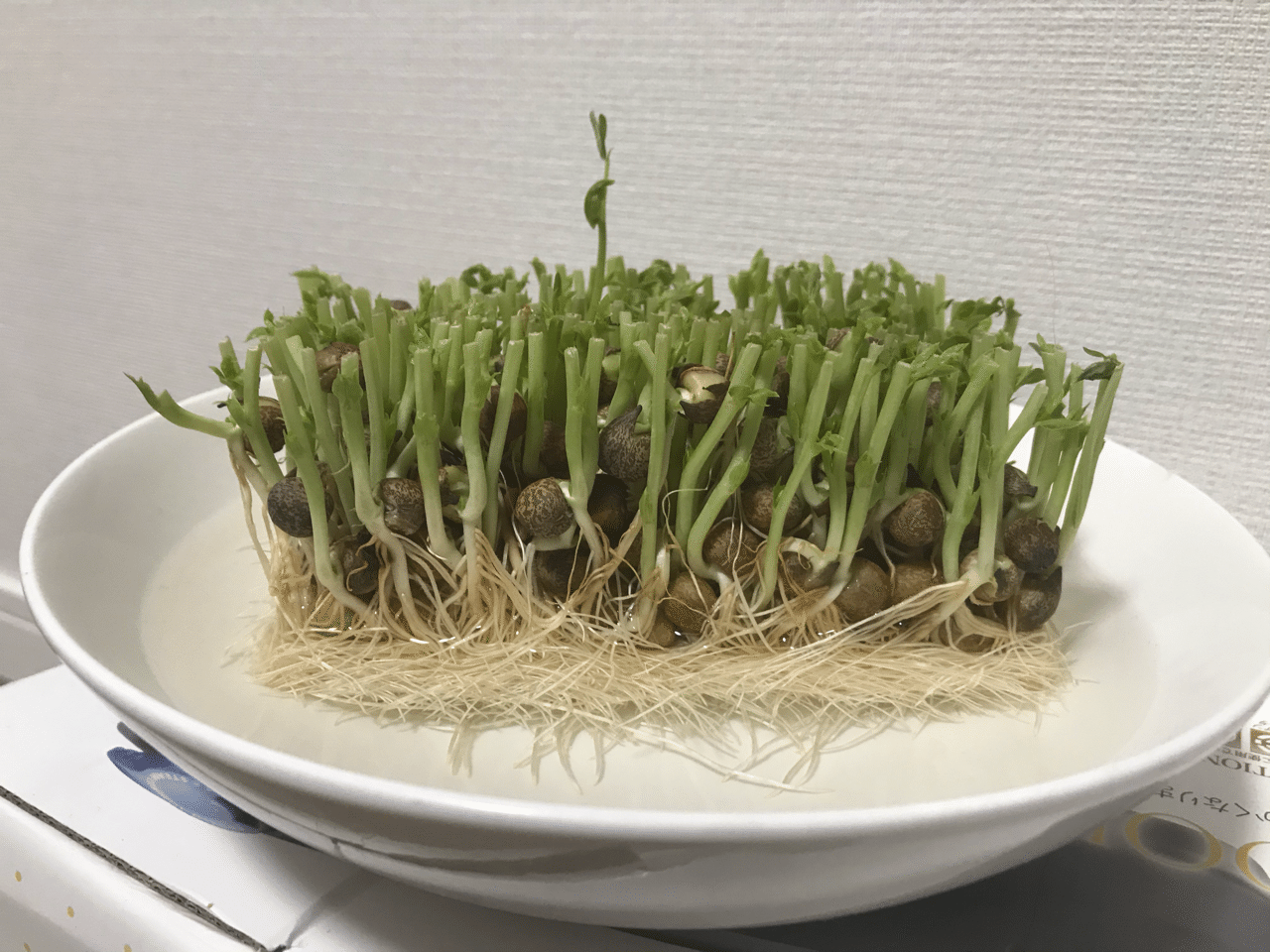 豆苗成長記録 05 30の日記 まるこす Note