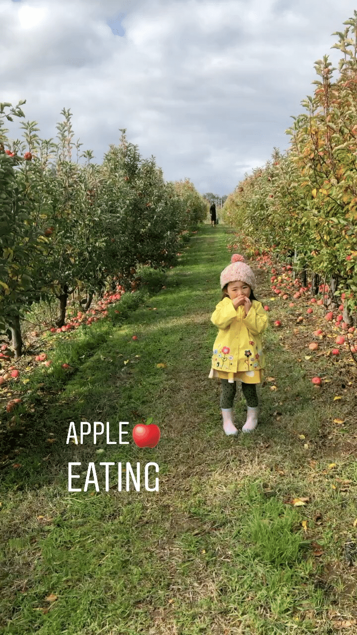 「りんごちゃん」

3歳の幼児がはじめてりんご狩りに行くと...

”Apple pickings ”と言うより”Apple Eating ” になります。

それにしても、帰りの車中も食べながら寝て、家に帰ってからも夕飯の後にまた食べて。よぅ、食べる。

