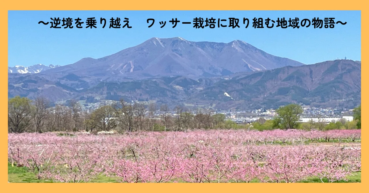 逆境を乗り越え、未来を紡ぐ「ワッサー」〜須坂市発、奇跡のフルーツに