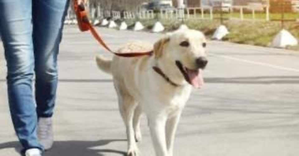 犬のふんを持ち帰らせよう 34 ときえもん Note