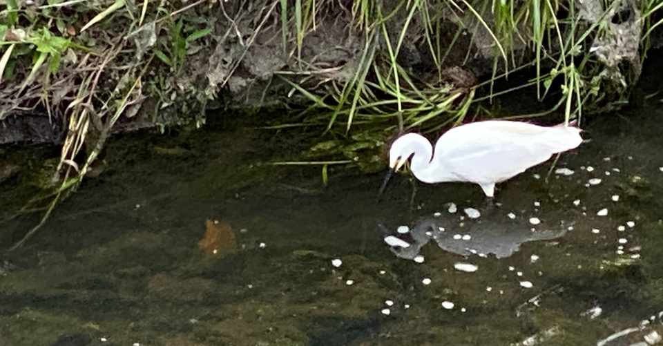 山崎川 で白鷺と一緒 シバタユウ Note