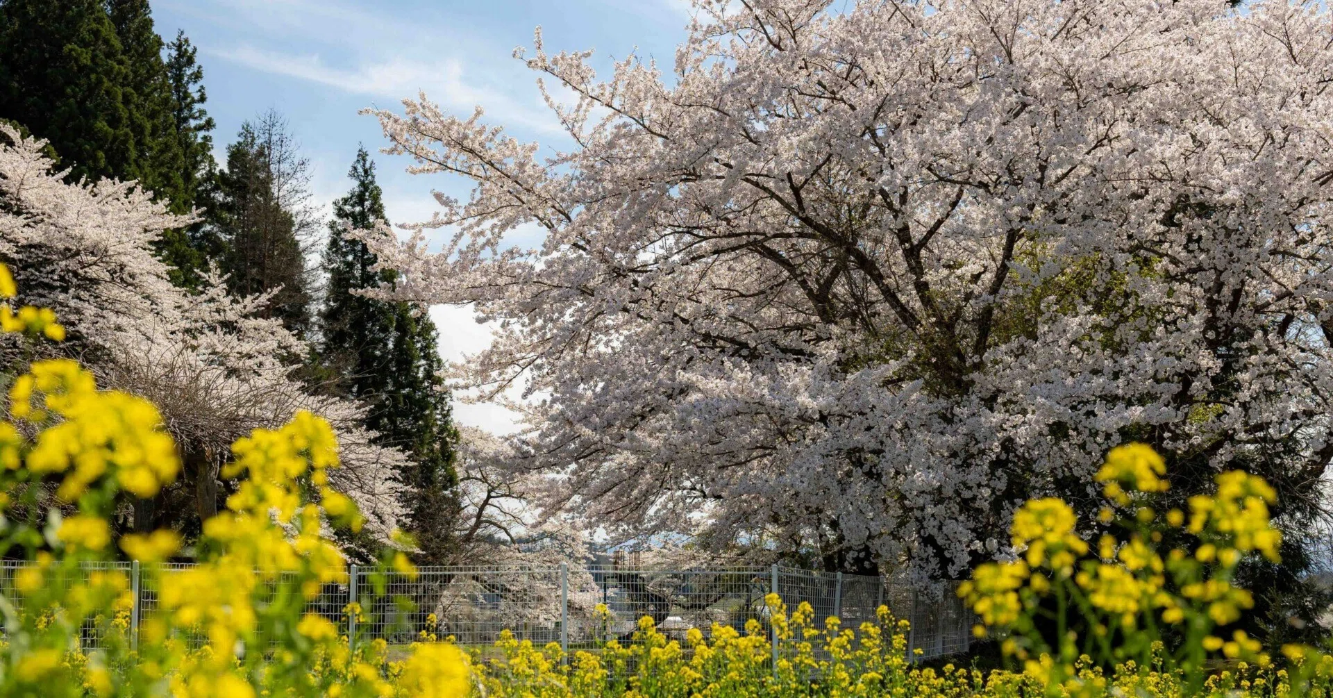 桜探訪🌸～八田地区～その1】｜河東地域づくり委員会