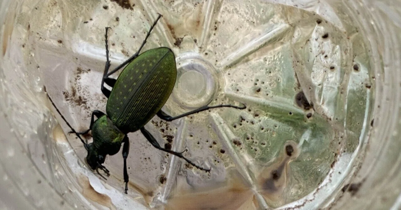 昆虫標本 オサムシ オサムシの一種 Carabus intricatus ペア ウクライナ - Insect Islands