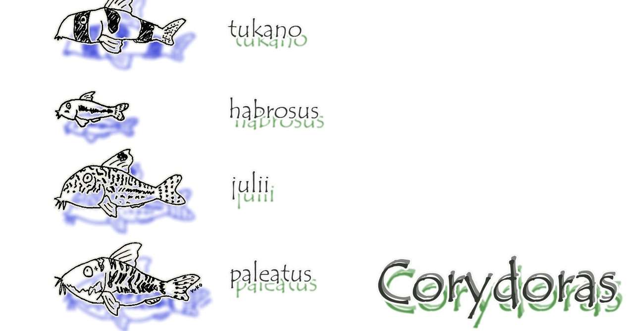 絵 コリドラス大集合 Corydoras ゆこ ぺんぎん丸 Note