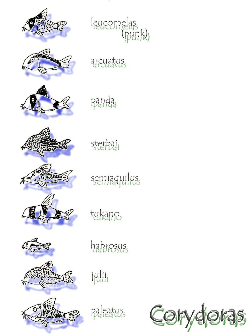 絵 コリドラス大集合 Corydoras ゆこ ぺんぎん丸 Note