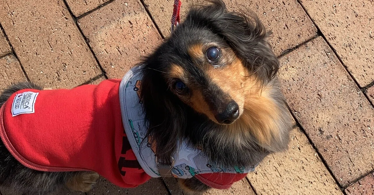 愛犬がお散歩でおしっこしたら、処理はこれで合ってる？と迷った話｜みぶ