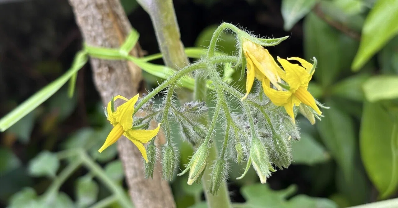 はじめてのミニトマト④支柱の見直しと、花の開花｜rkk｜自然の暮らし