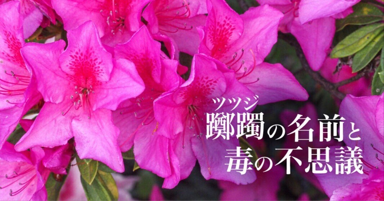 ツツジの名前と毒の不思議｜ブンイチ（文一総合出版）