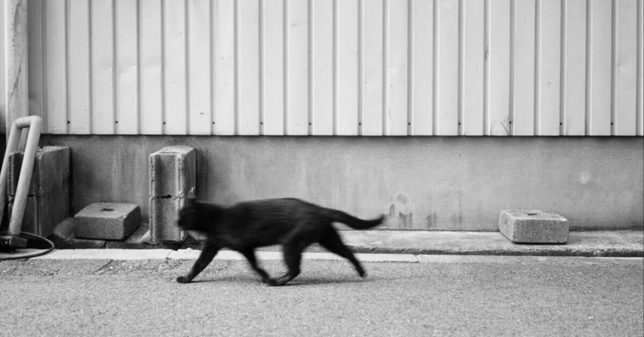 227 cats / SONY α7CⅡ 〜 大阪の猫09 〜｜Yurihiro Yoshida