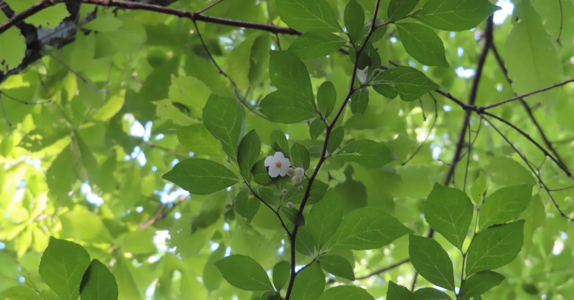 果樹 白い花 緑の葉 森の若い緑に白い花が増えて来たから、夏。｜相生山の会