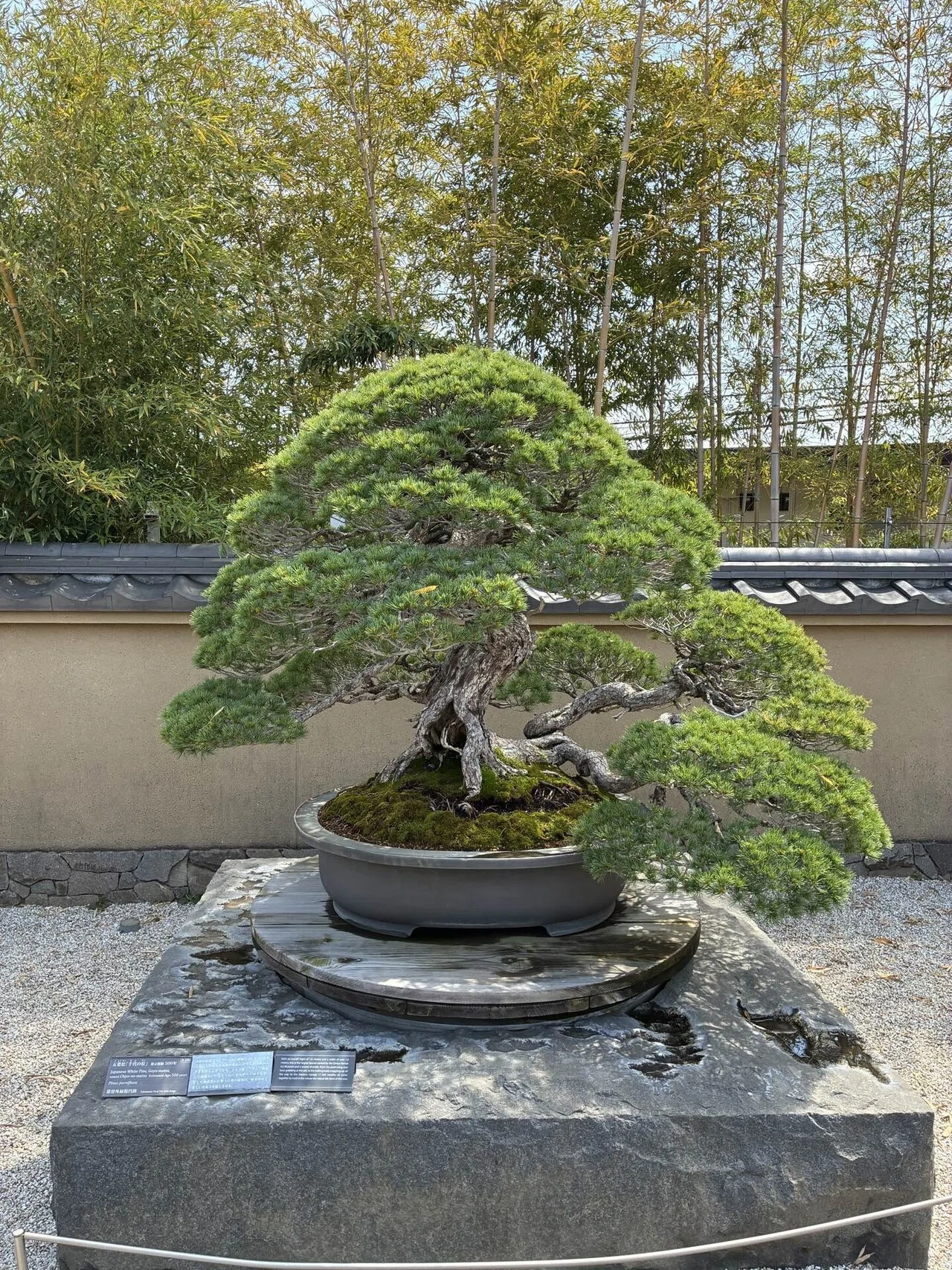 盆栽は規格外の趣味すぎる… さいたま市大宮盆栽美術館 感想｜キクチ