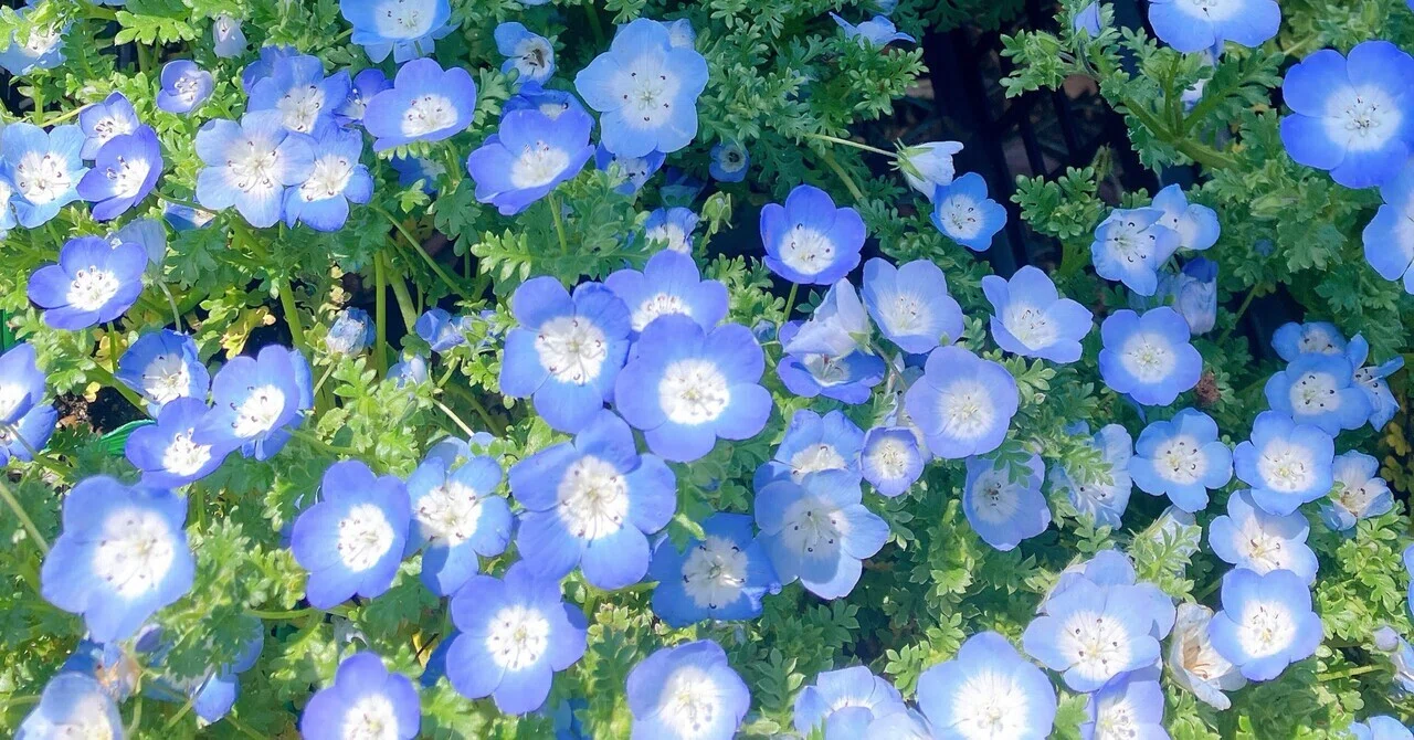 初夏の花たち｜明日見ひまり