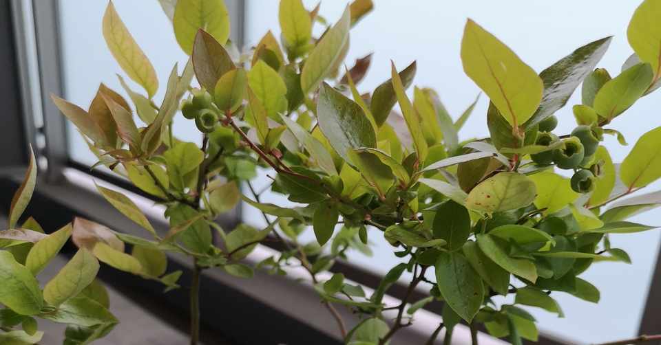 ブルーベリーの木を買ってきた話 小さなお庭 Note