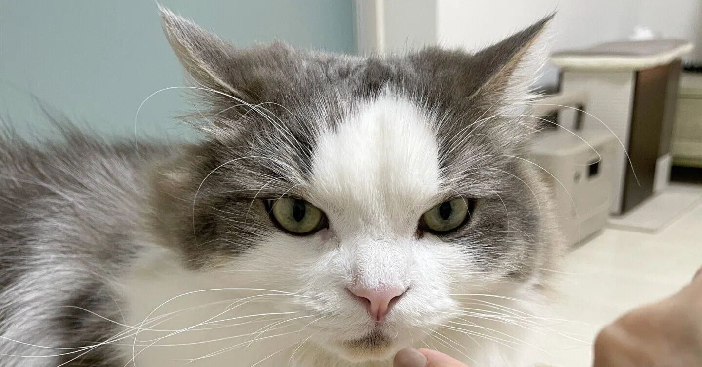 イカ耳な猫｜みちゅねこ