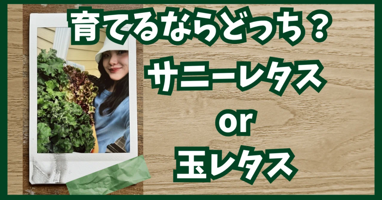 レタス と サニー レタス の 違い