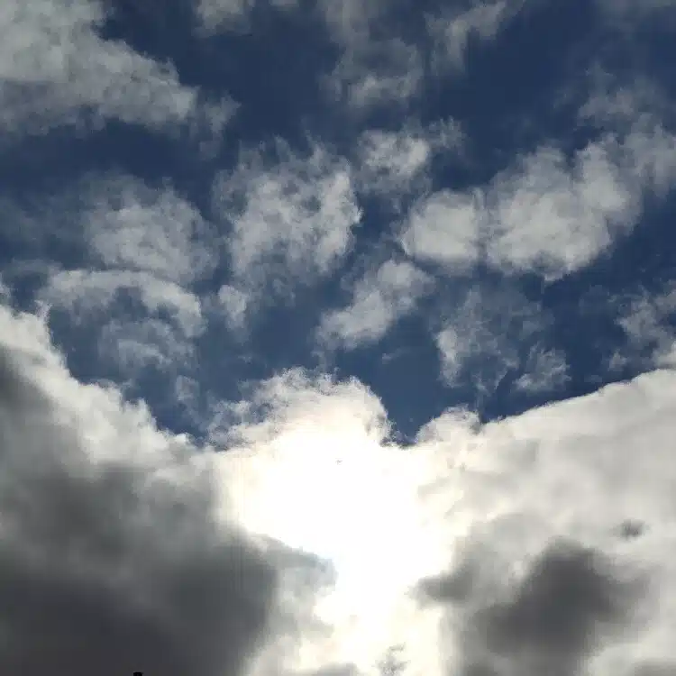 浪蝶