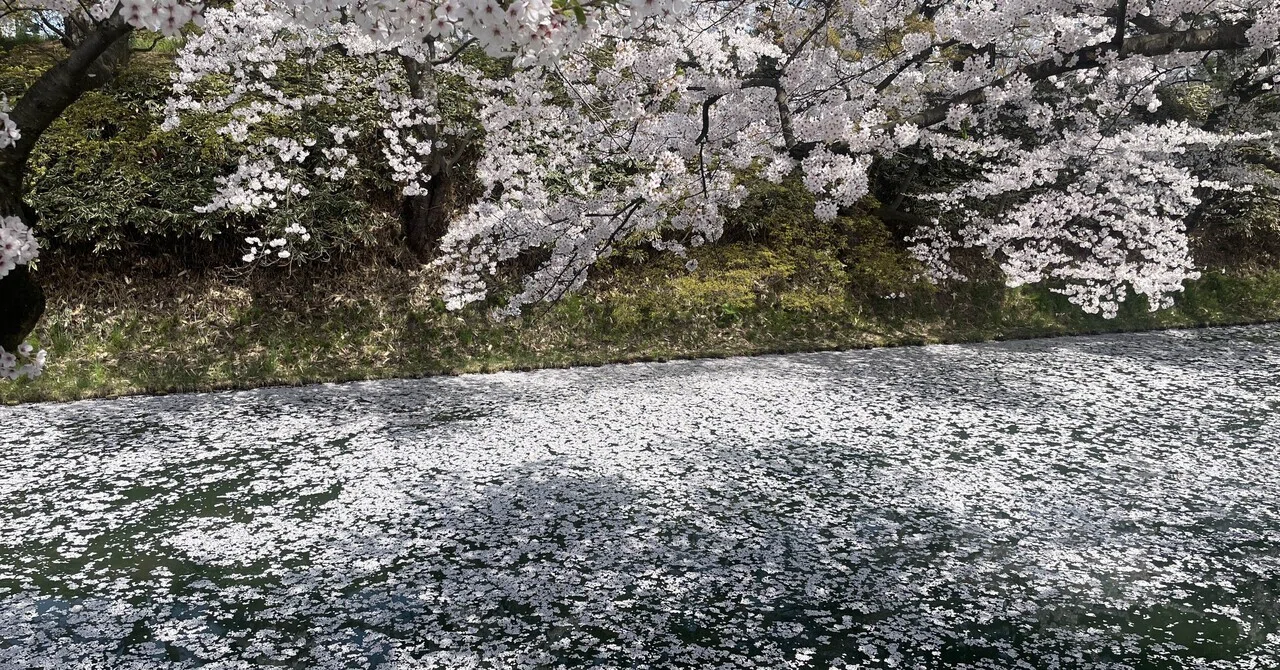 短編小説】花筏（はないかだ）｜櫻 凪沙 （さくらなぎさ）