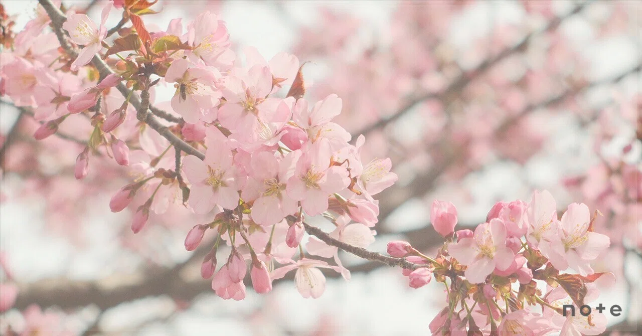 FUJIFILM X-T5 ＊ Helios44-2 58mmF2 でさくらを撮る｜すきなものは