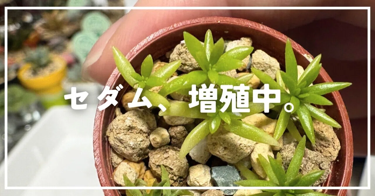 多肉植物】セダムを増やしてみたら、やばい。｜ナカガワ|机で多肉育てる人