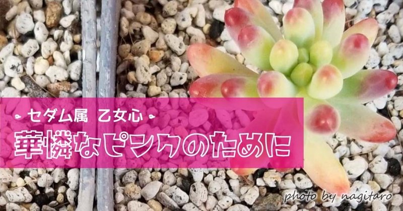 セダム属 乙女心 華憐なピンクのために Ako Note