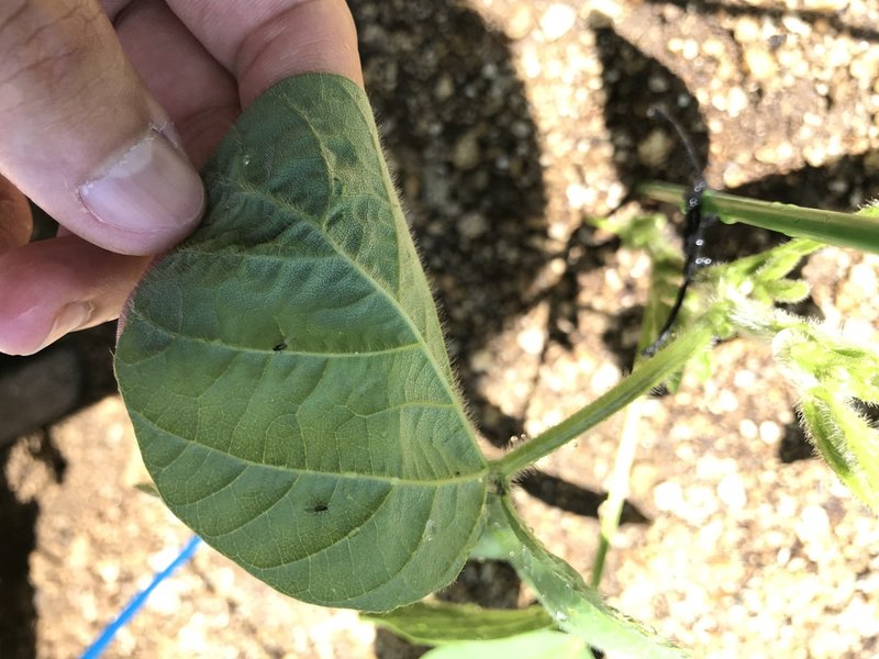 家庭菜園 追肥と防虫ネット ミゾ畑 Note