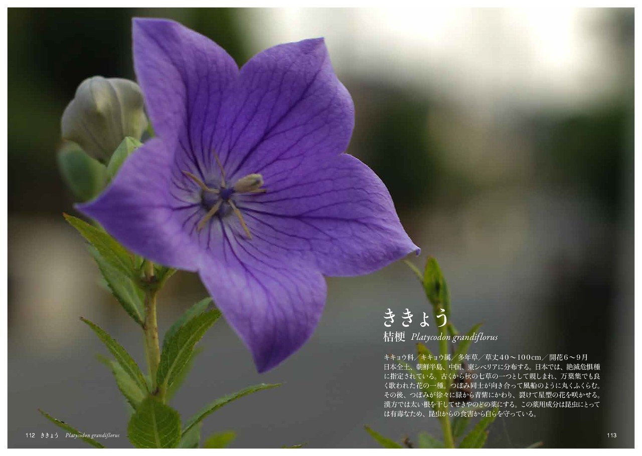 き の花 Taku Note き の花 Taku Note