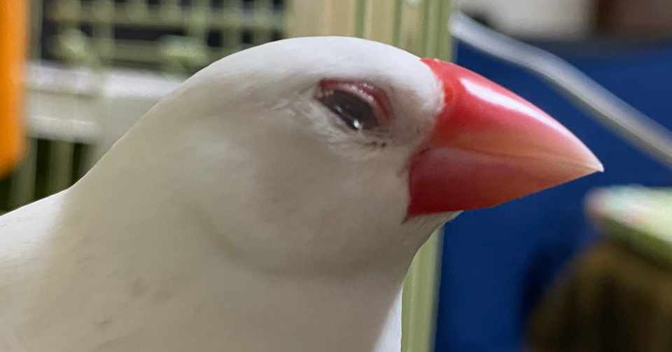 文鳥 熱射病の対策 ブルーストーン Note