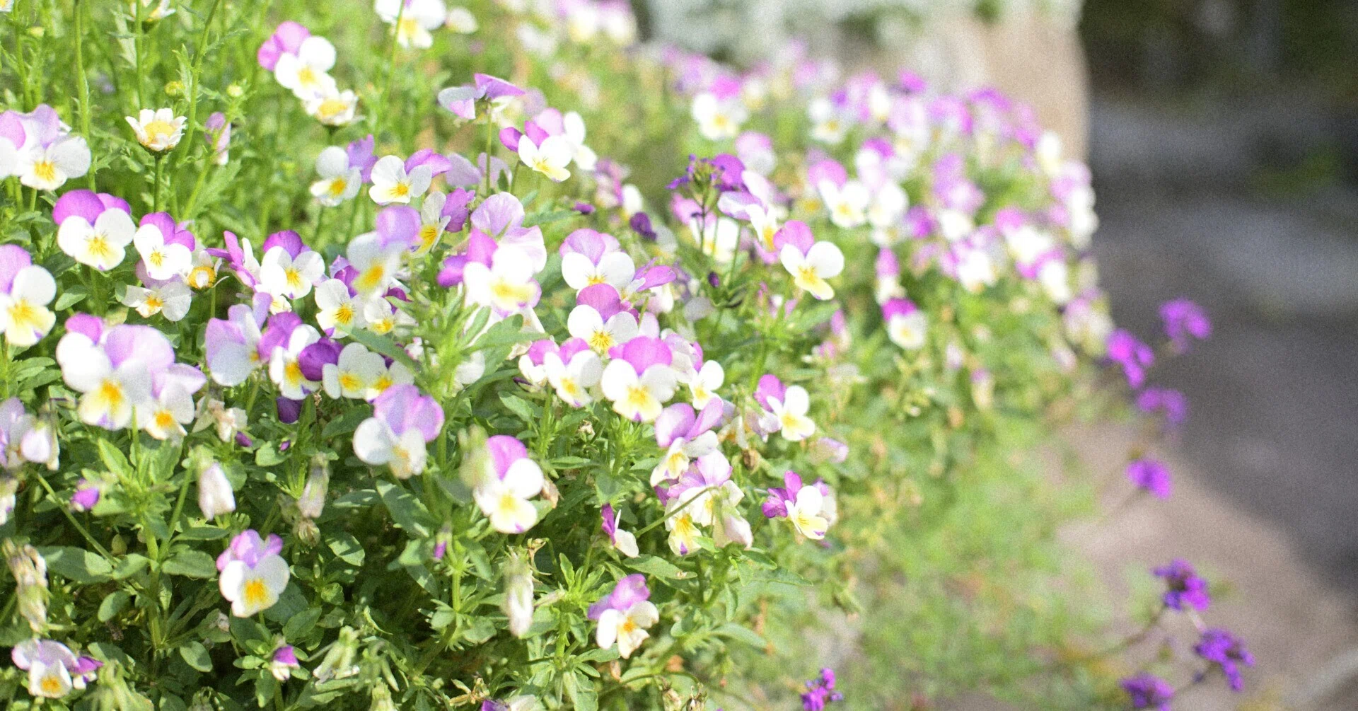 Z5ii + Z 40mm f/2 26/04/28｜モモちん
