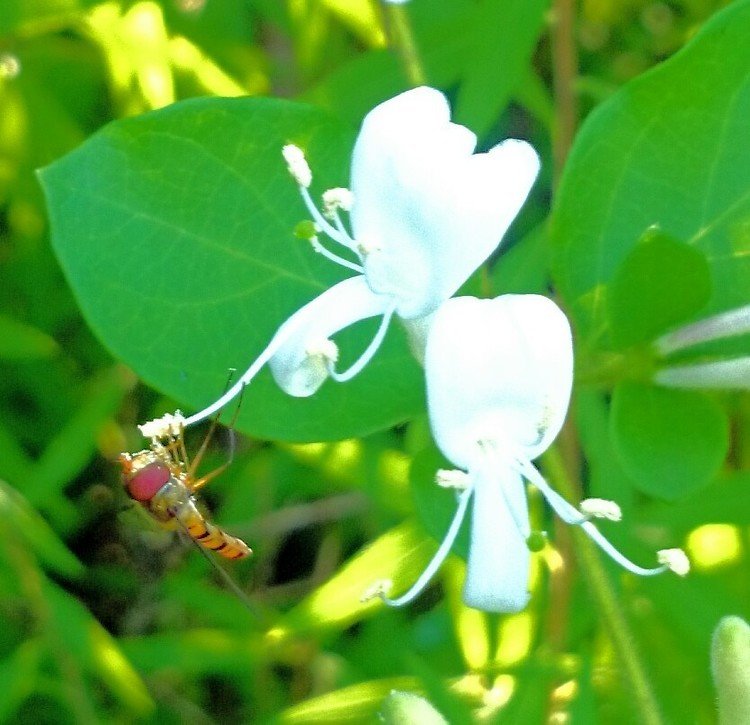 おっとっと🐝❁.*･ﾟ蜂にも優しいスイカズラ❁.*･ﾟ