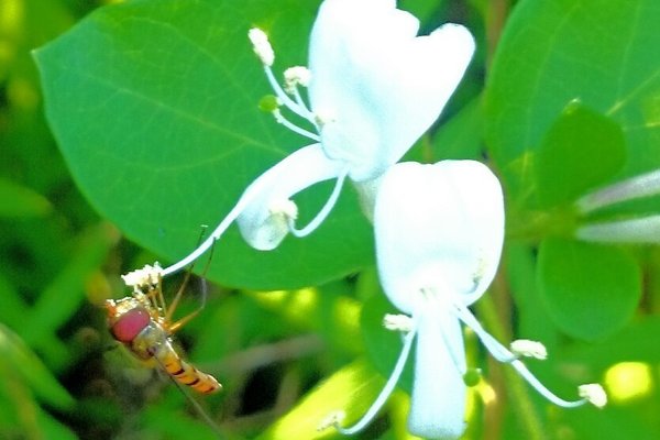 スイカズラ花言葉愛の絆 の新着タグ記事一覧 Note つくる つながる とどける スイカズラ花言葉愛の絆 の新着タグ記事一覧 Note つくる つながる とどける