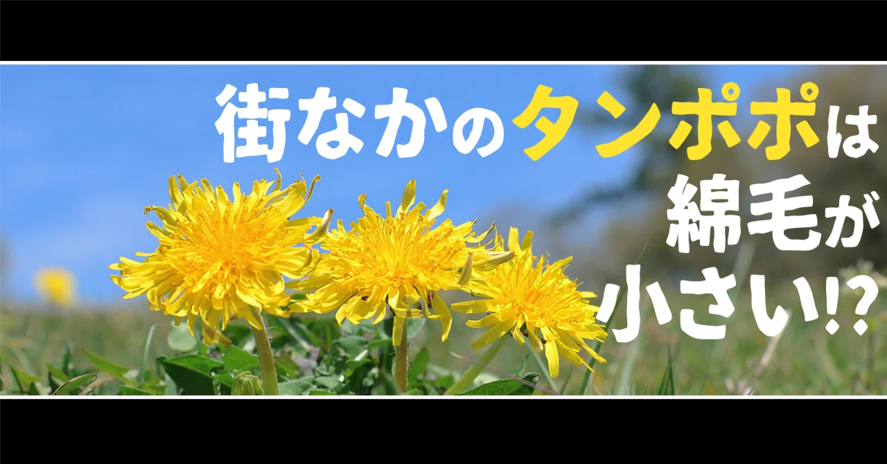 街なかのタンポポは綿毛が小さい！？｜ブンイチ（文一総合出版）