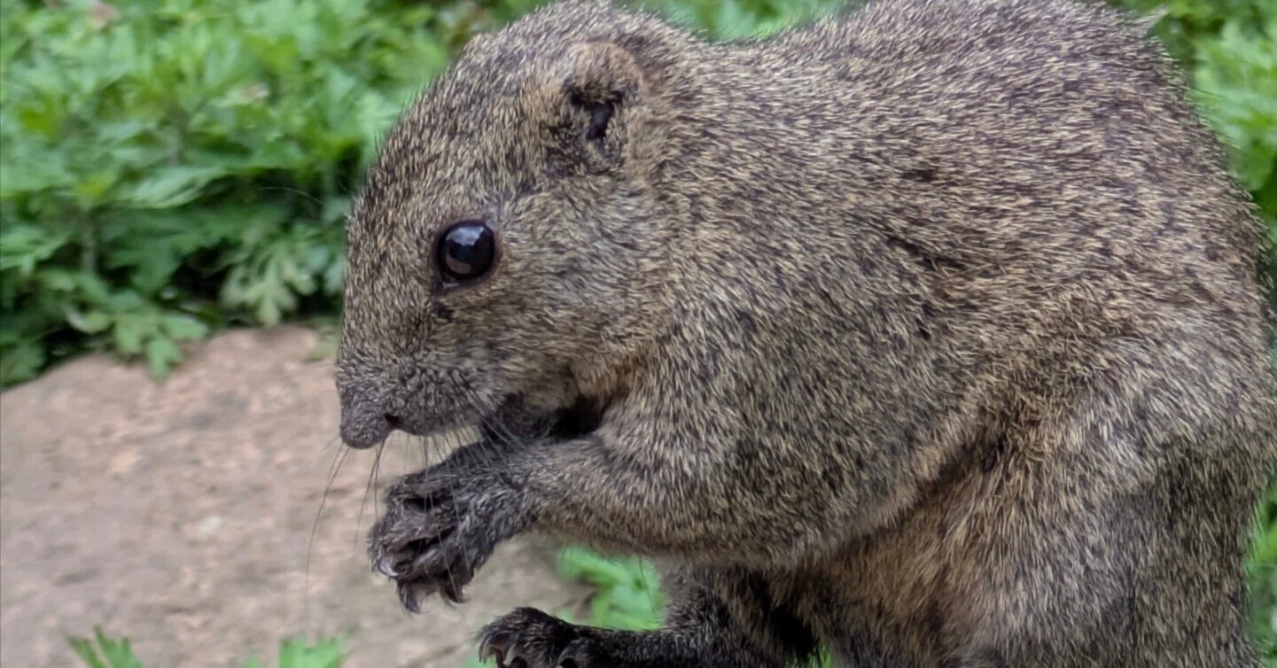 放し飼いのリスに遊んでもらう、町田リス園｜オムレッツゴー