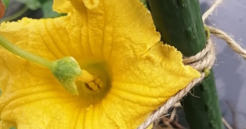 ミニかぼちゃの花合わせ 松本瑞木 木と農のある暮らし 無垢の家具ソリウッド Note
