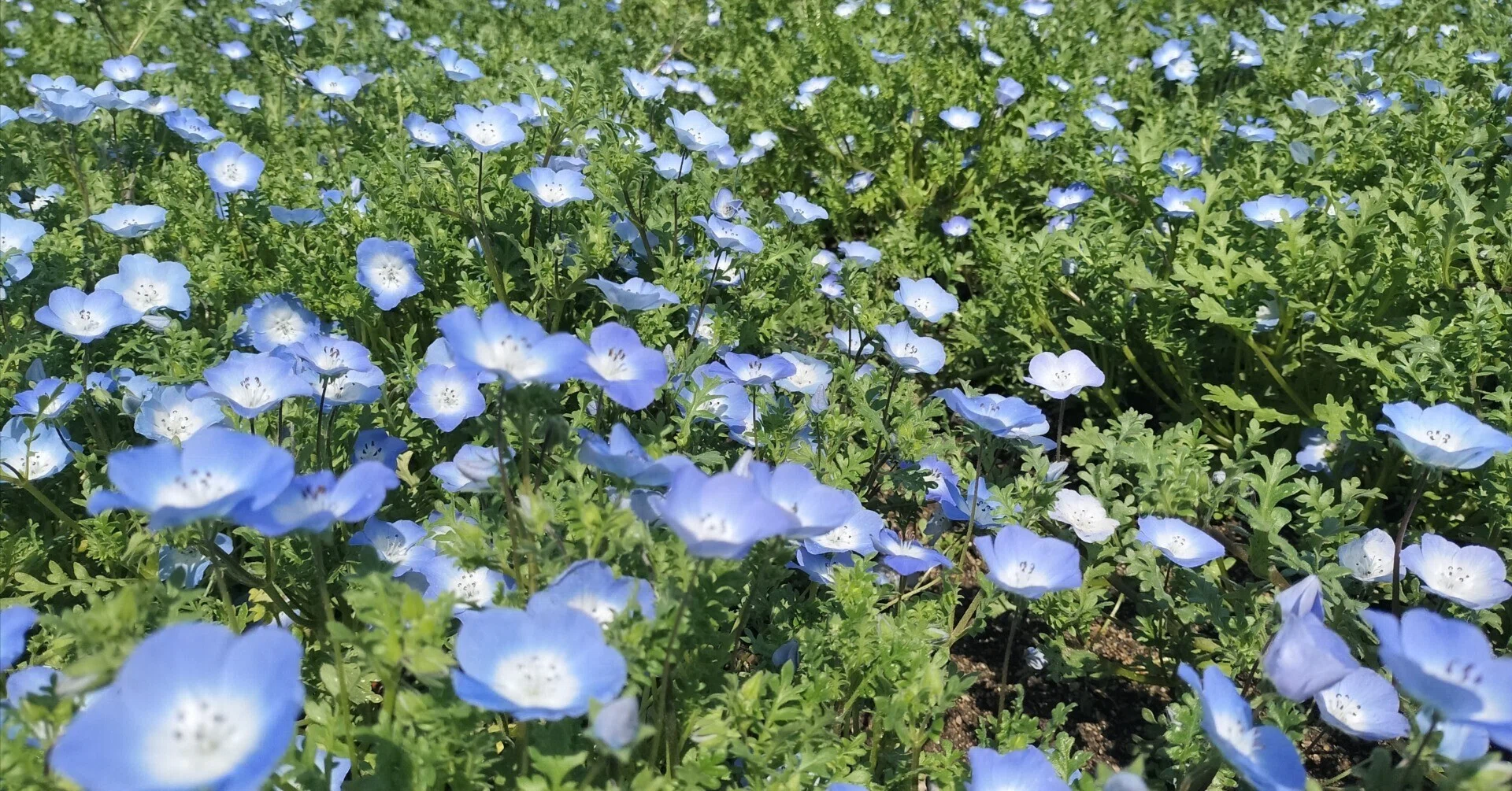 ネモフィラの花言葉「あなたを許す」を再考する｜野村涼子/看護師