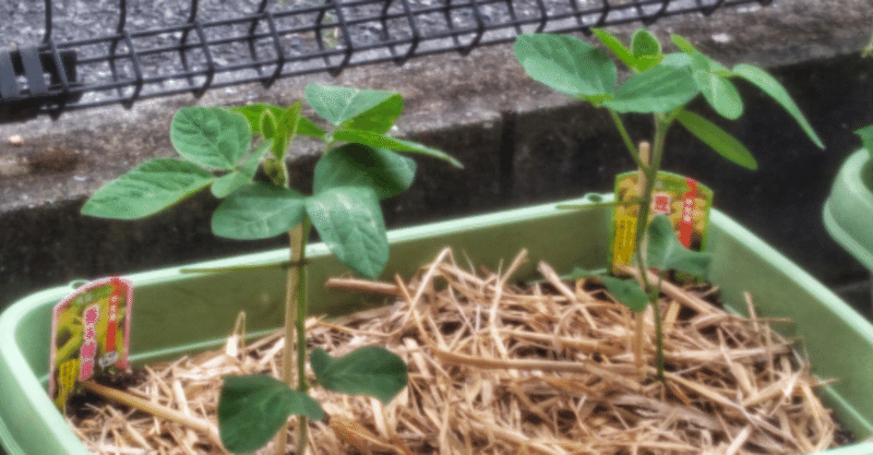 枝豆を育てる1年目の備忘録 ゆめ Note