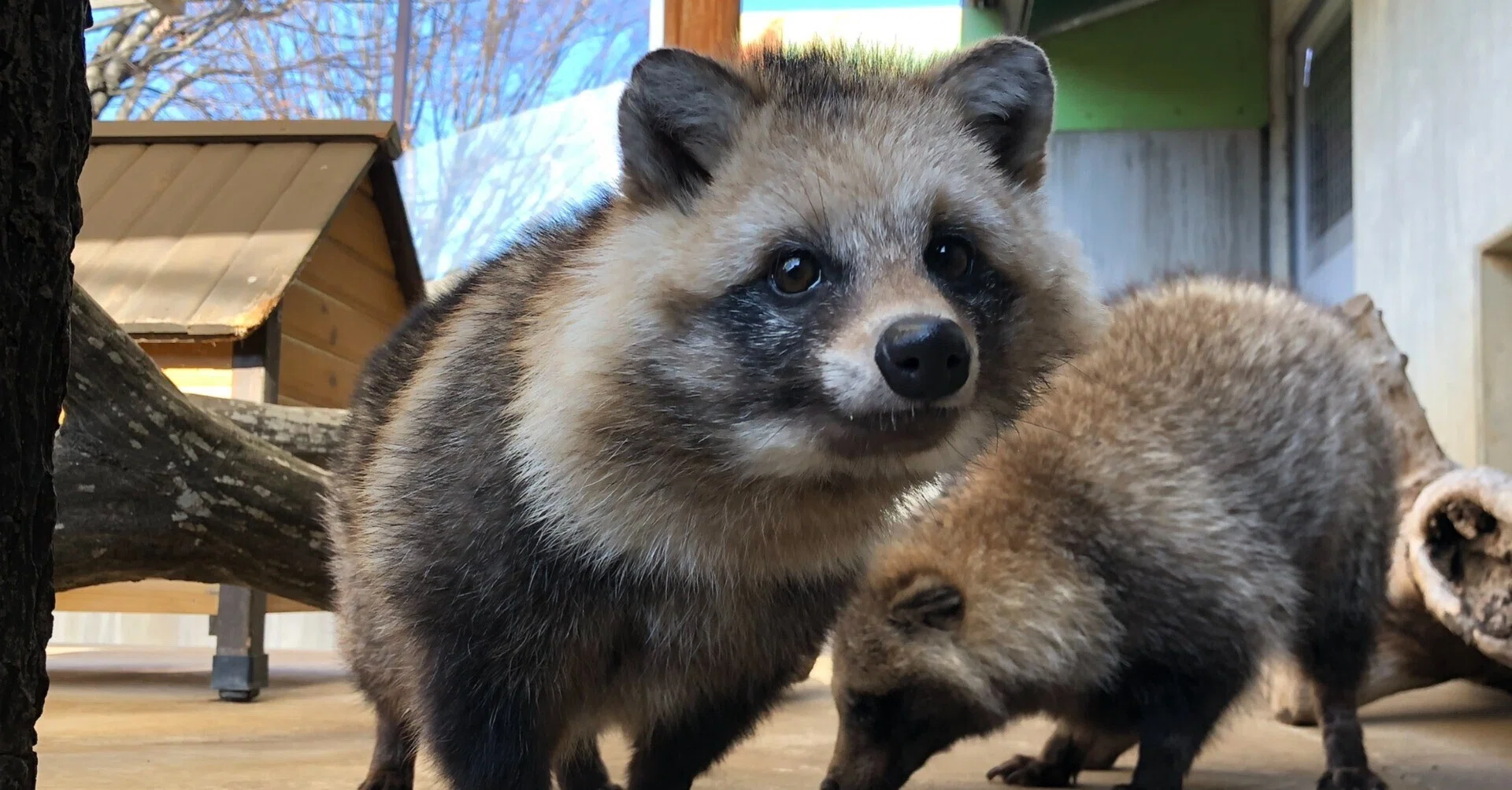 動物圖2 動物園という日常 NO.007 / もう一つの捕獲｜マツーラ（Acoustic Cafe）