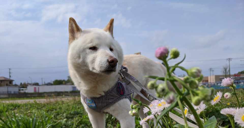 犬も歩けば介護予防 伸びの動作 犬の介護 Una Ricca Note