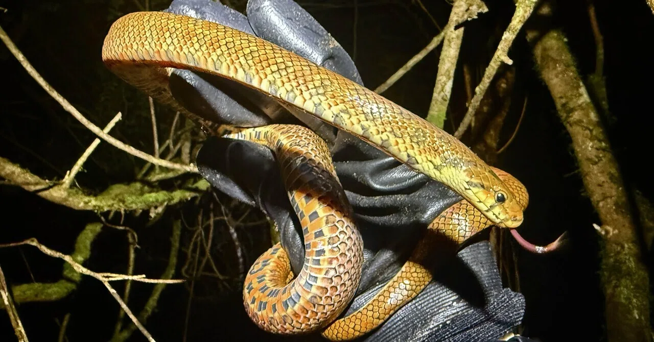 【GWが狙い目？】ジムグリの見つけ方｜ナレの生物研究所