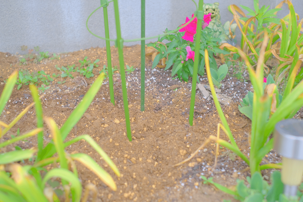 ダリアの球根植えたよ Shinka Note