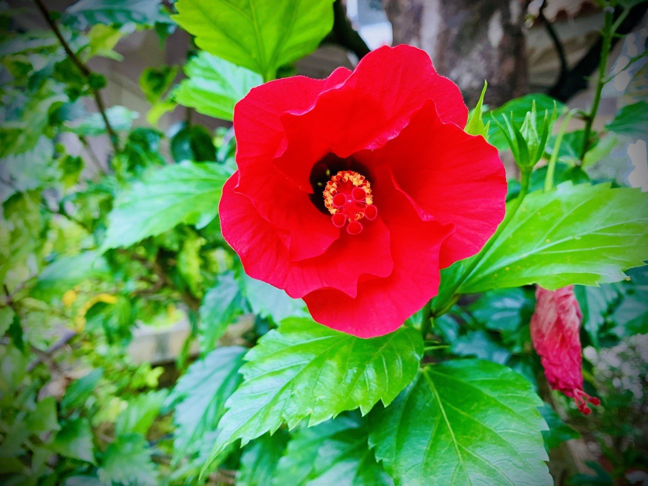 好きな花だから何度も撮る 05 31 ミーちゃん In Okinawa Note