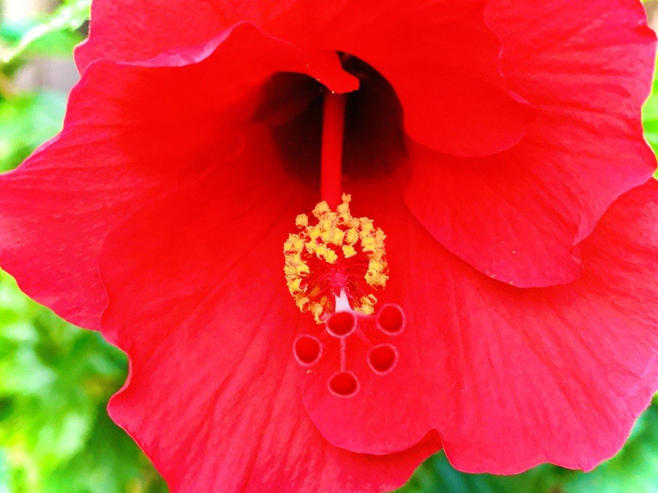 好きな花だから何度も撮る 05 31 ミーちゃん In Okinawa Note