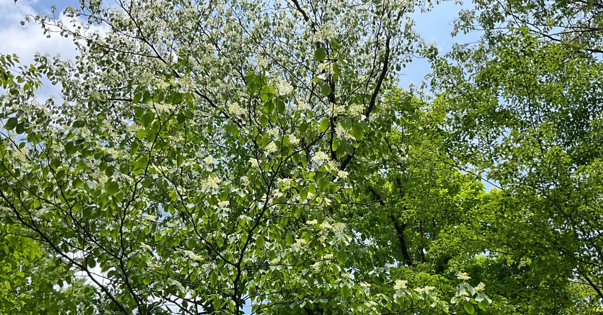 【M-338】涧月传说　森林下的童话树　1ループ　マステ切り売り ミズキ（京都府立植物園）：2026年4月28日（火）｜藤井秀昭（『京都