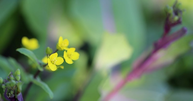 こ の花 Taku Note こ の花 Taku Note