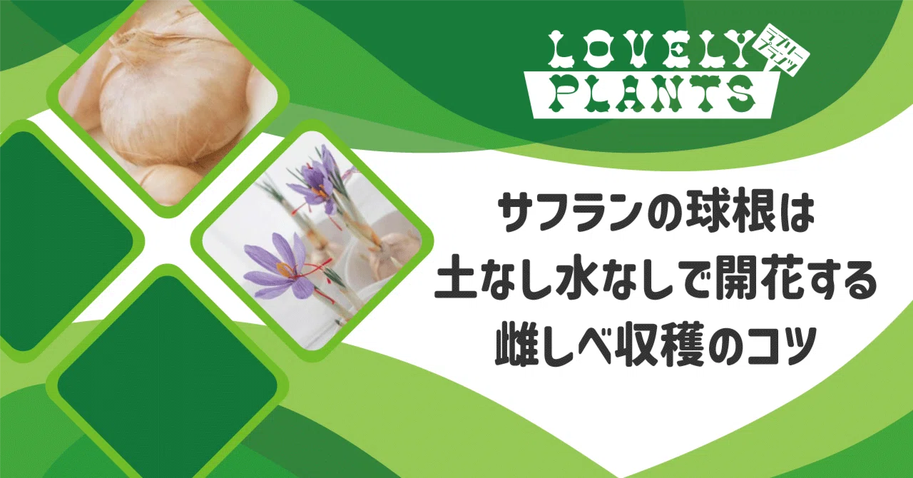 サフランの球根は土なし水なしで開花する｜雌しべ収穫のコツ｜lovely plants@note