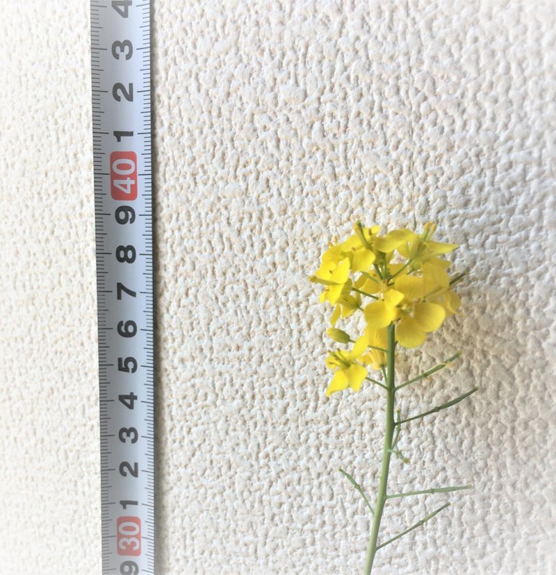 リボベジ 小松菜のその後 花 種 ひとくちパン Note