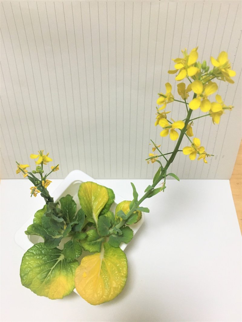 リボベジ 小松菜のその後 花 種 ひとくちパン Note リボベジ 小松菜のその後 花 種 ひとくちパン Note
