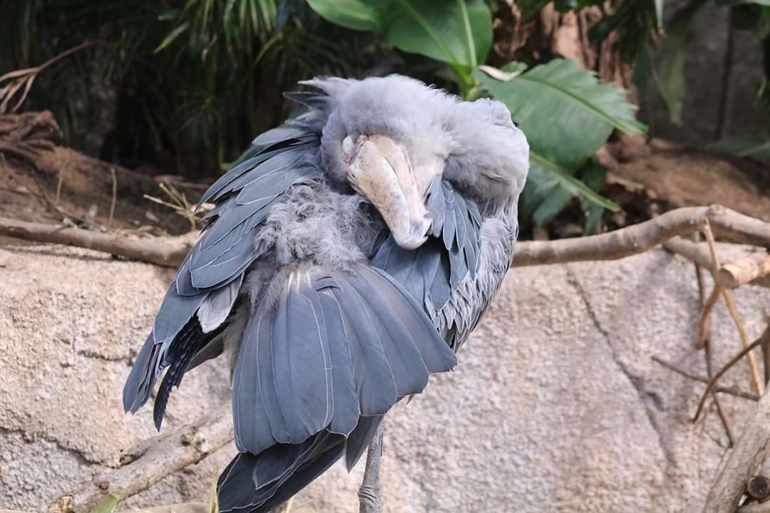 動物 ゆい姉 Note