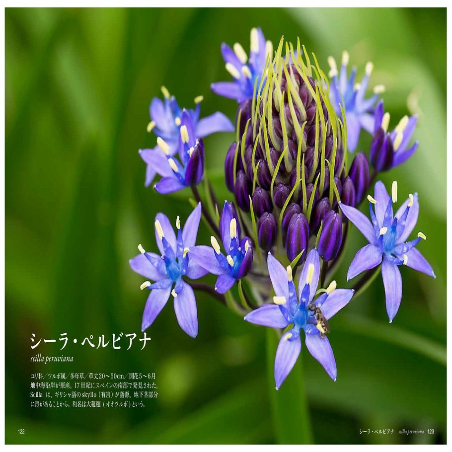 し の花 Taku Note