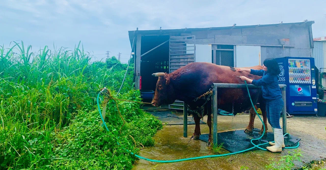 Okinawa Bull Riding 沖縄闘牛のモーニングルーティン / Fighting Bull's Morning Routine in OKINAWA|阿波根あずさ