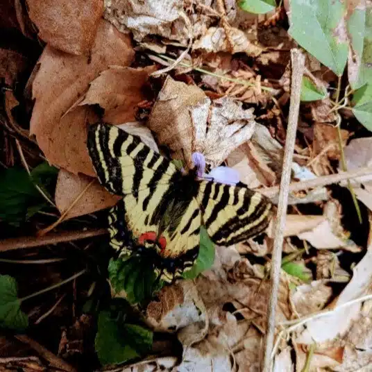 長野県の東部のヒメギフチョウ 採集・観察ポイント｜こりす